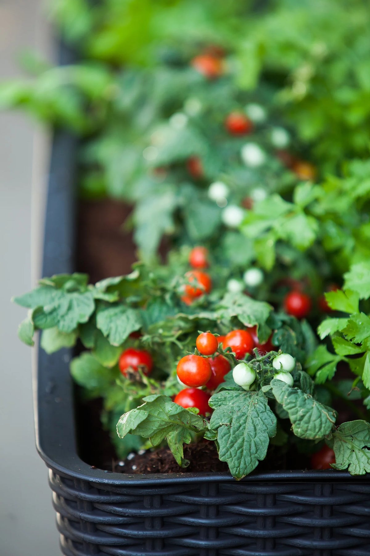 Elevated Garden Bed Q773