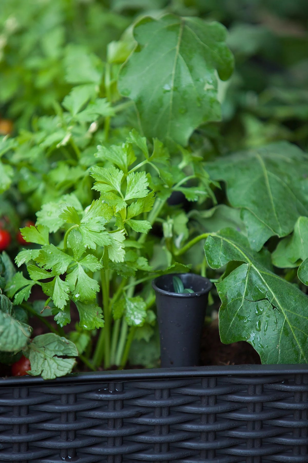 Elevated Garden Bed Q773