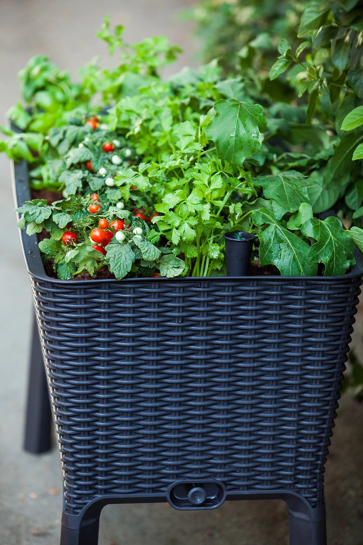 Elevated Garden Bed Q773